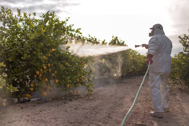 Best Affordable Pest Control Services  in Madison, MN