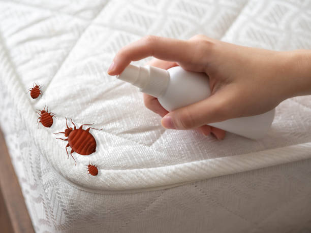 Best Mosquito Control Services  in Madison, MN