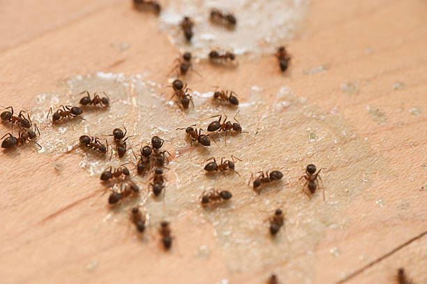 Best Wildlife Control Services  in Madison, MN
