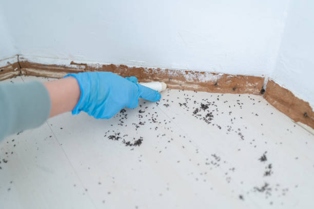 Best Local Pest Control Services  in Madison, MN